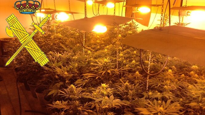 Las plantas de marihuana en una vivienda de Tesorillo.