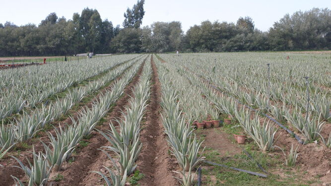 Aloe vera, consumo al alzaEspaña puede suministrar a Europa en fresco
