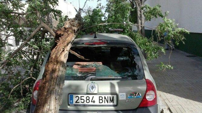 Un vehículo con daños por la caída de un árbol a causa del viento junto al Polideportivo de Sanlúcar.