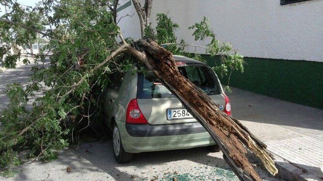 Un policía local de Jerez acompaña a una mujer que, tras caer una rama en su vehículo, resultó herida.