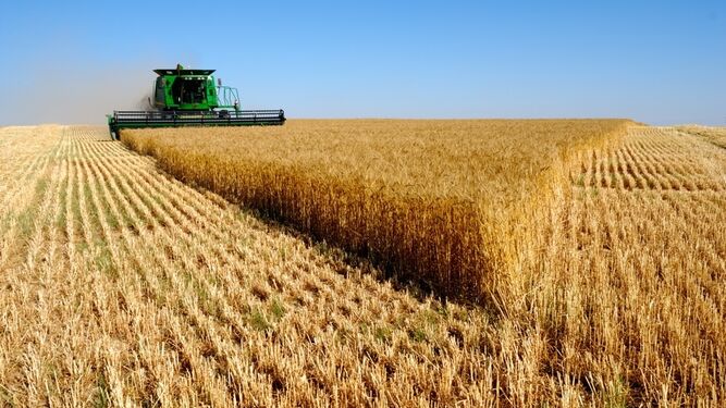 Un campo de trigo, en pleno proceso de recolección.
