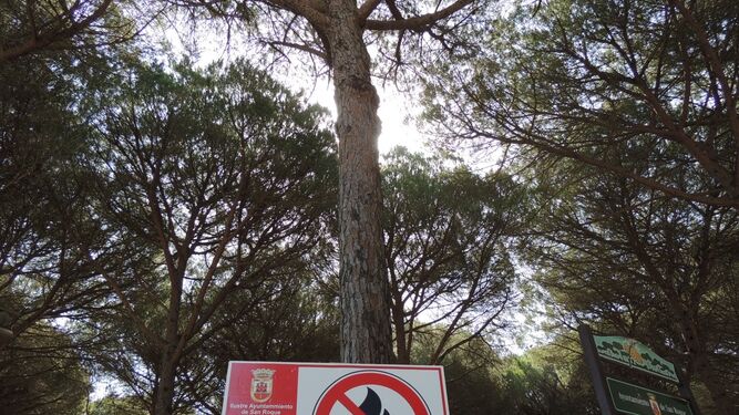 Un cartel que prohíbe que se hagan fuegos en el Pinar del Rey.