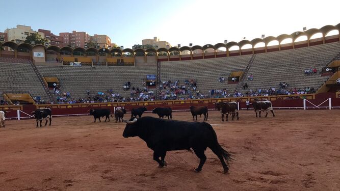 El desencajonamiento de los toros de La Palmosilla, ayer en la plaza de Algeciras.