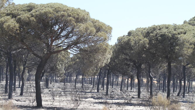 Las zonas de pinares por donde transitan las hermandades rocieras se vieron también afectadas, aunque se confía en su recuperación.