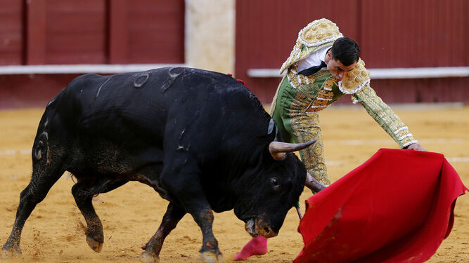 El diestro Paco Ureña, en un natural a su primer toro, al que cortó una oreja en La Malagueta.