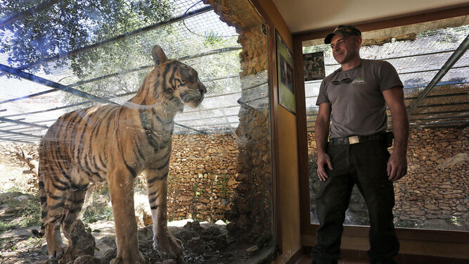 Un ejemplar de tigre junto a un empleado del zoo en una imagen de archivo.