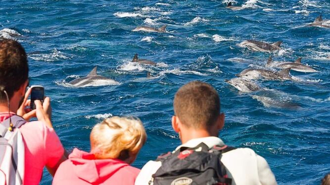 Avistamiento de cetáceos en el Estrecho.