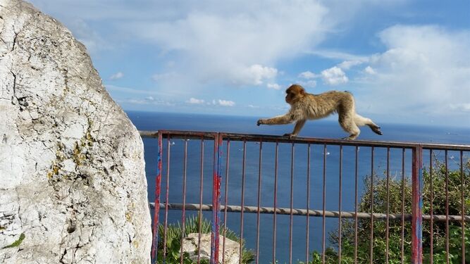 Un mono en Gibraltar.