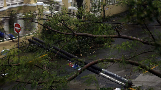 Los vientos huracanados de 'María' provocaron ayer la caída de árboles a su paso por San Juan de Puerto Rico.