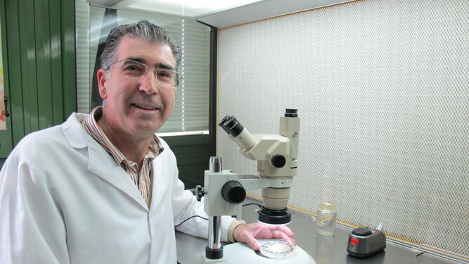 El investigador Francisco Barro, en el laboratorio del Instituto de Agricultura Sostenible del Consejo Superior de Investigaciones Científicas.