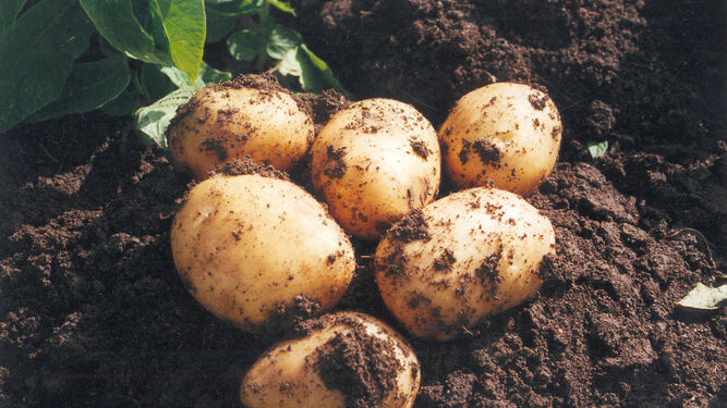 Patatas listas para la cosecha.