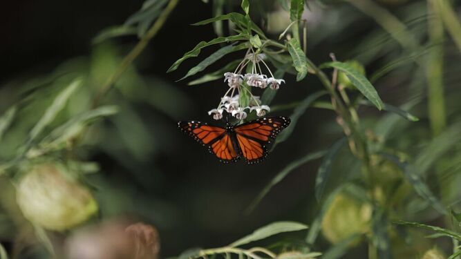 Sendero de la Mariposa Monarca.