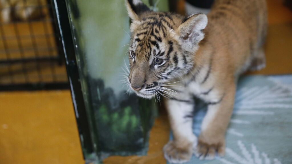 Las fotos del tigre de bengala, en la reserva "La peque&ntilde;a &Aacute;frica"