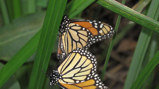 Dos mariposas sobre una de las plantas nutricias.