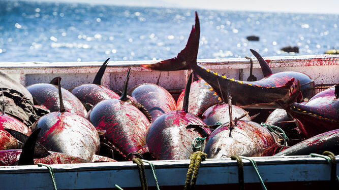 Ejemplares de atún capturados, que en los últimos años ha sido de las especies más protegidas por las autoridades.