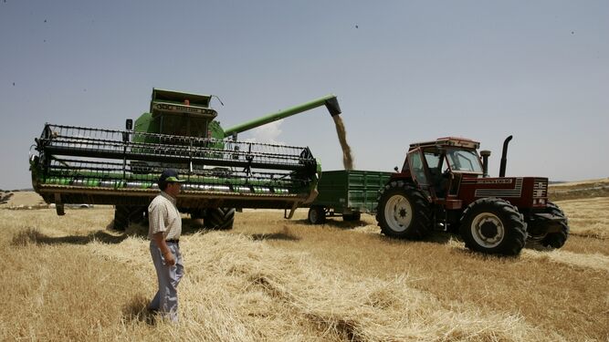 Las máquinas en el campo en el comienzo de la recolección de cereales.