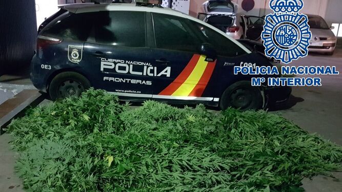 La marihuana que fue intervenida por la Policía Nacional.