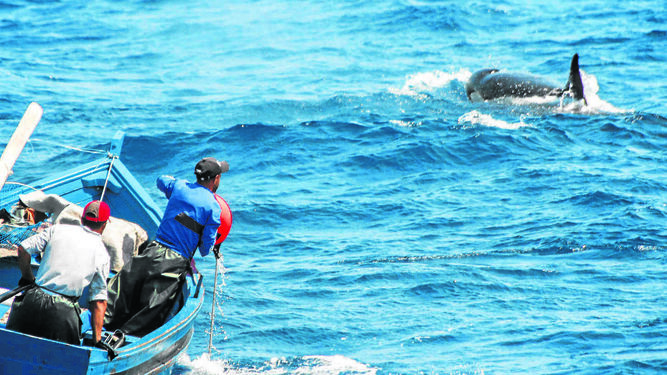 Pescadores marroquíes y una orca luchando por conseguir la pieza de atún.