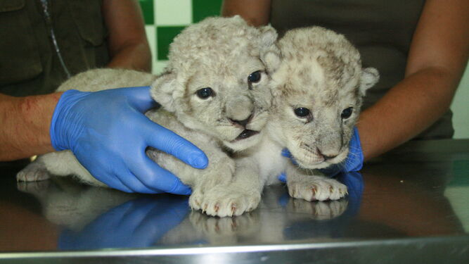 Las dos crías de león recién nacidas en el zoo de Castellar.