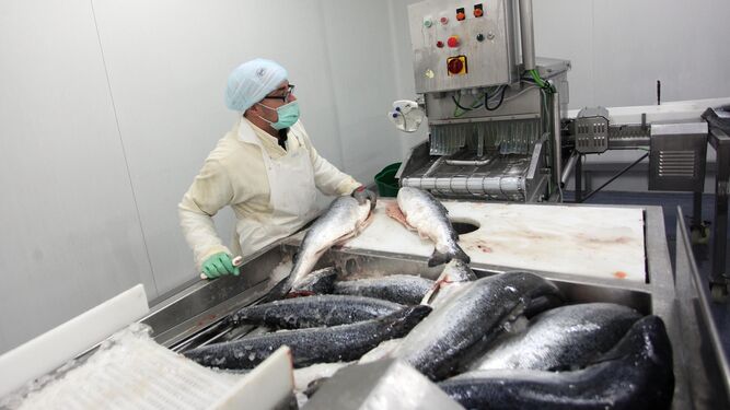 Un trabajador procesa pescado en la fábrica de Ubago.