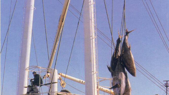 Desembarco de atunes en el muelle de la Galera. Año 1975.
