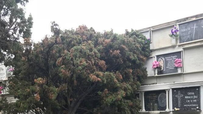 Un árbol caído sobre los nichos en Algeciras.