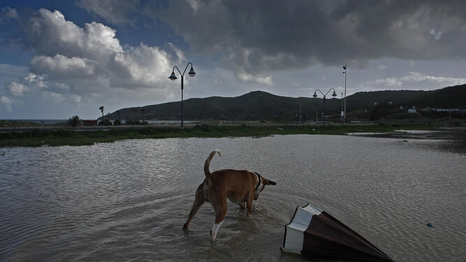 Un perro husmea en una laguna formada por la lluvia junto a la playa de Getares, de Algeciras, ayer.