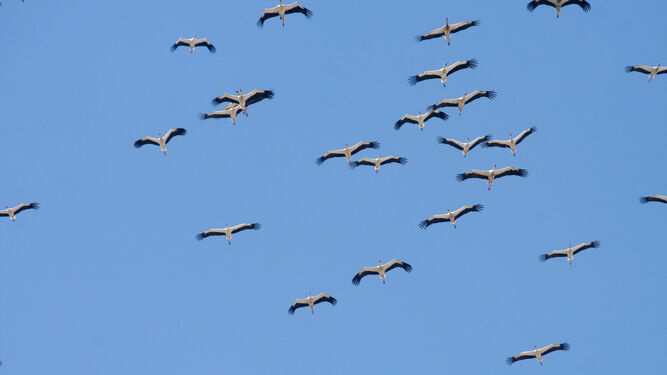 Una bandada de cigüeñas vuela por el cielo de Tarifa.