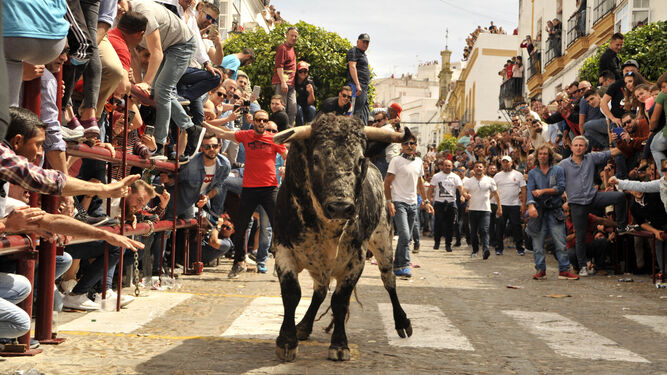 El segundo toro del domingo en Arcos, rodeado de púbico y corredores durante su recorrido por las calles del municipio.