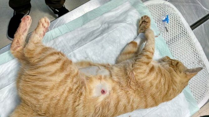 El gato Cronos, con el disparo en el costado en la camilla de la clínica veterinaria.