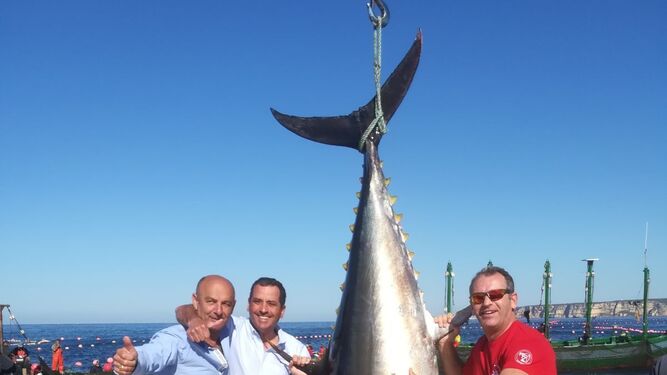 La almadraba de Barbate ya ha capturado 2.000 atunes salvajes