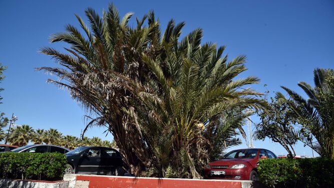 Una palmera imperial en Algeciras