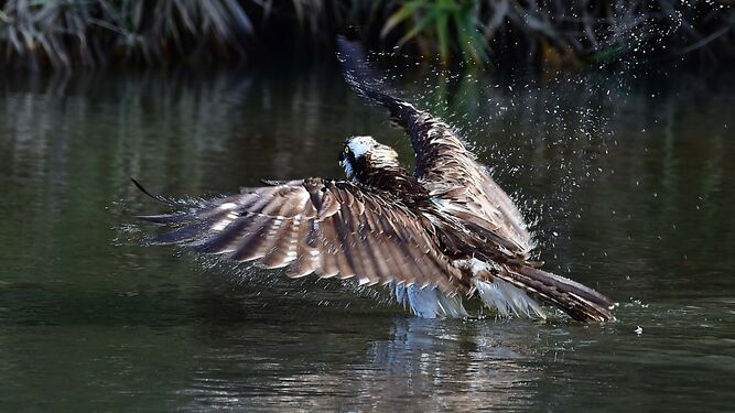 Un ejemplar de águila pescadora.