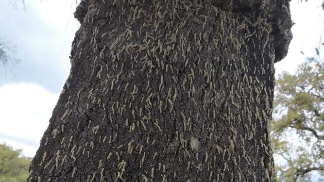 Cientos de ejemplares de la oruga en uno de los alcornoques afectados