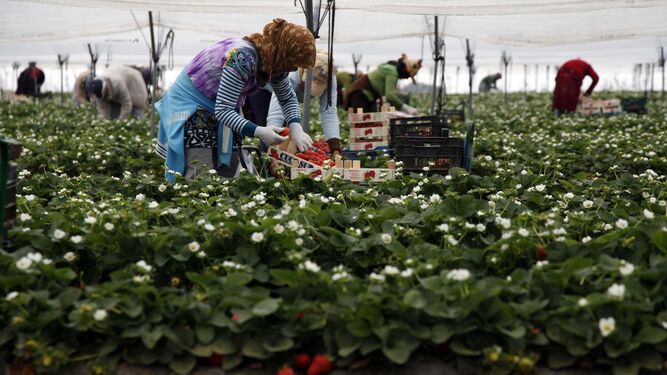 Dos trabajadoras recogen fresas en los huertos de Huelva.
