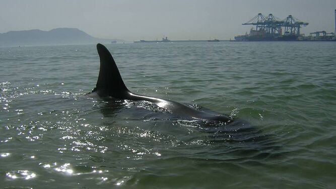 La foto del 2006 que muestra a una orca en El Rinconcillo.