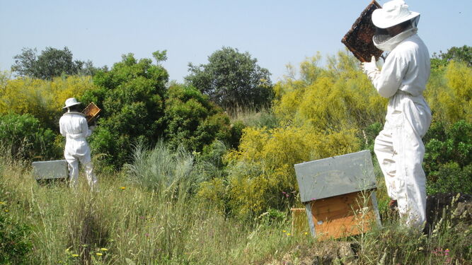 95 apicultores de la provincia se beneficiarán de estas ayudas.