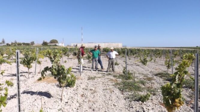 Viticultores de Sanlúcar en una de las parcelas de Sanlúcar afectadas y recogidas en el informe sobre la problemática elaborado por Vara y Pulgar.