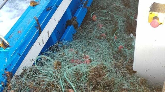 El alga parda pone en jaque a los pescadores de Tarifa y Algeciras