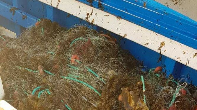 El alga parda pone en jaque a los pescadores de Tarifa y Algeciras