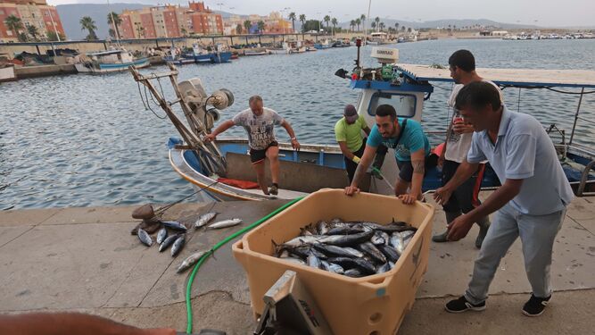Los pescadores de un buque con base en La Línea descargan sus capturas de melva en el puerto de La Atunara.