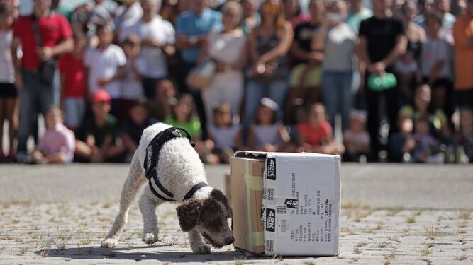 Un perro antidroga durante la exhibici&oacute;n de medios de la Guardia Civil en el Llano Amarillo