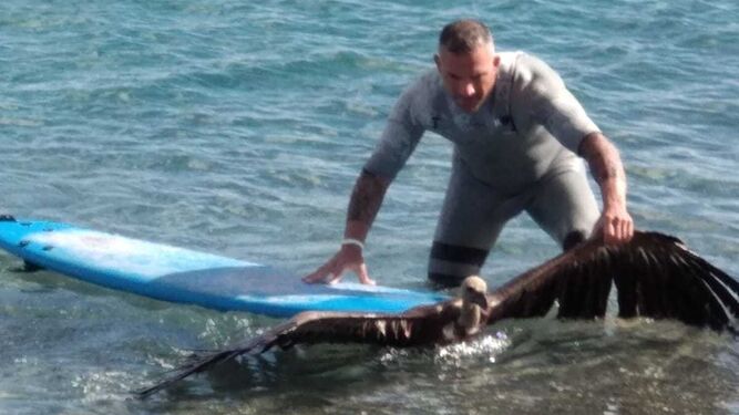 Un hombre rescata al buitre del agua en la zona de Levante.