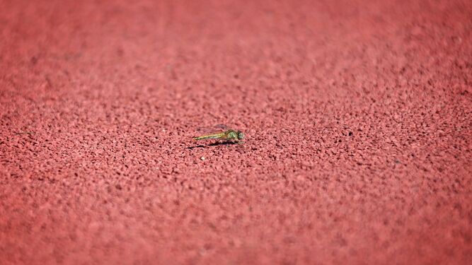Una lib&eacute;lula descansa sobre las pistas de atletismo en el estadio municipal de La L&iacute;nea.