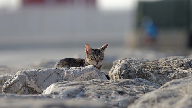 Un gato callejero.