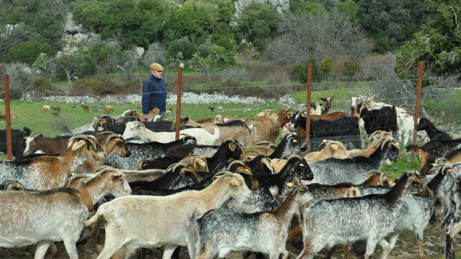 Imagen de un rebaño de cabras en el campo gaditano.
