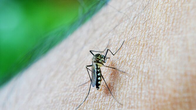El virus del dengue es una infección transmitida por mosquitos.