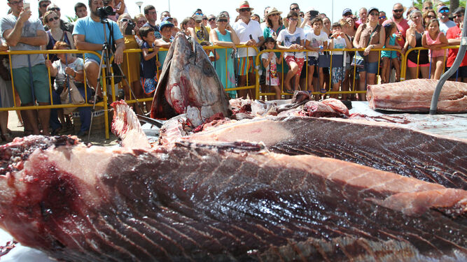 Ronqueo de atún rojo en Isla Cristina.