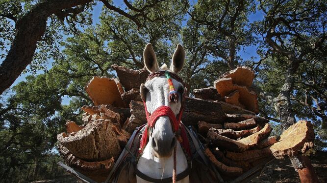 Un mulo cargado con placas de corcho, en el término municipal de Los Barrios.