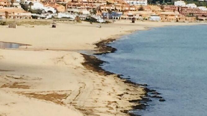 La playa de Getares, cubierta por algas, este martes.